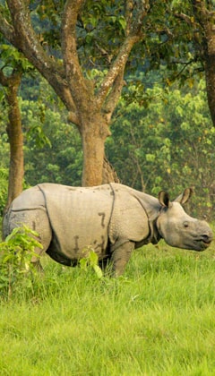 Chitwan