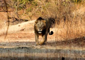 Gujarat Wildlife Tour Package