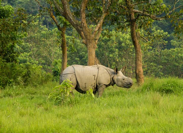 Chitwan Travel HD