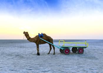 Gujarat Desert Beach Tour Package