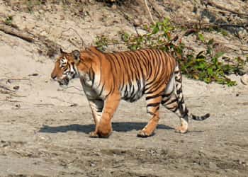 Madhya Pradesh Wildlife Tour Package