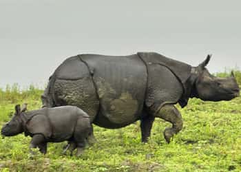 North East India Wildlife Tour Package