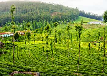 South India Hill Stations Tour Package