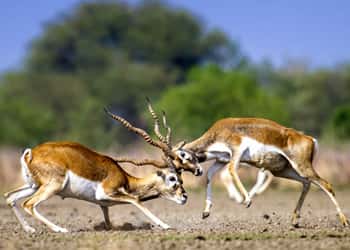 Rajasthan Wildlife Tour Package