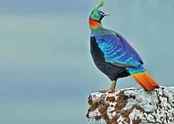 Uttarakhand Bird Watching Tour Package