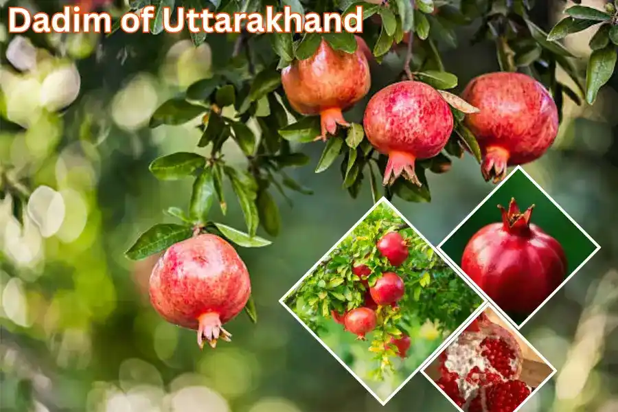 Dadim of Uttarakhand