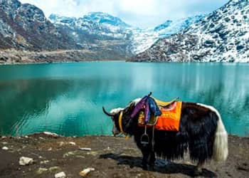 Gangtok Lachung Lachen Darjeeling Tour Package