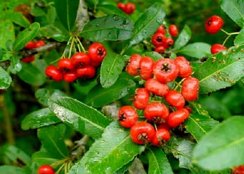 Ghingaru Fruit