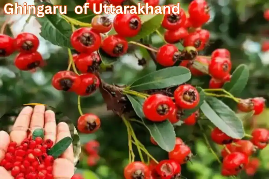 Ghingaru of Uttarakhand