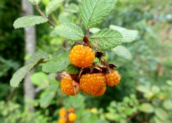 Hisalu Fruit