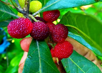 Kafal Fruit