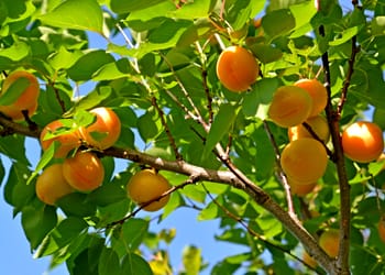 Khumani Fruit
