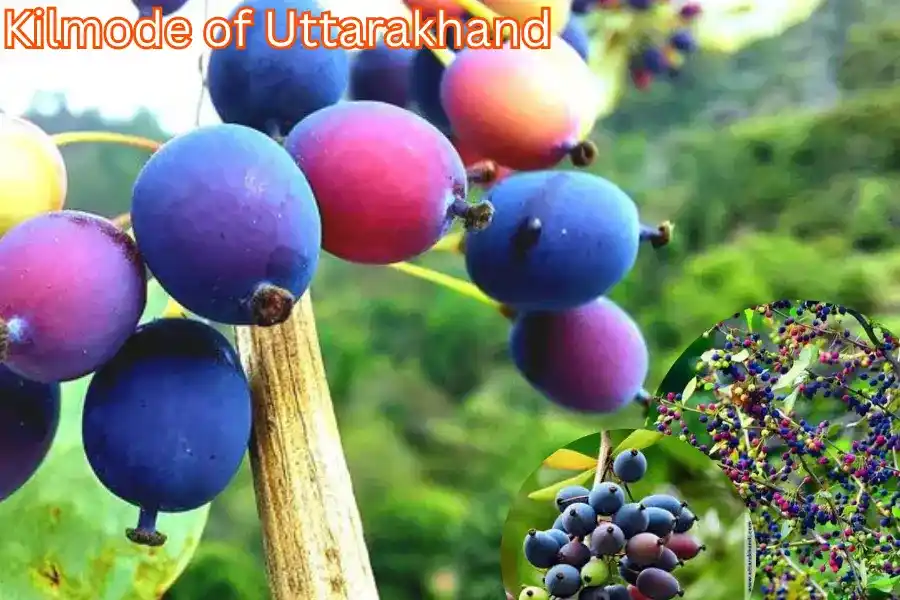 Kilmode of Uttarakhand