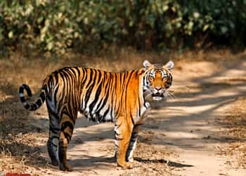 Kanha Pench Wildlife Tour Package