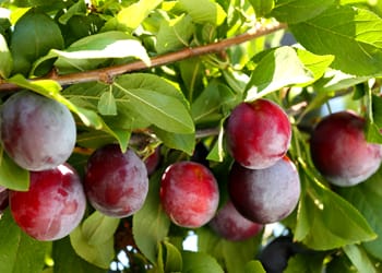 Plum Fruit