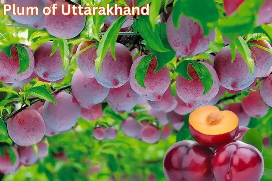 Plums of Uttarakhand 