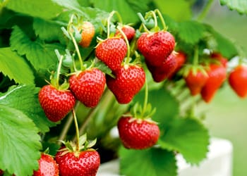 Strawberry Fruit