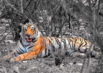 Kanha Pench Wildlife Tour Package