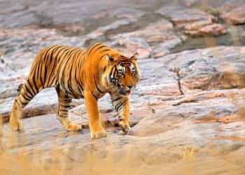 Ranthambore Weekend Tour Package