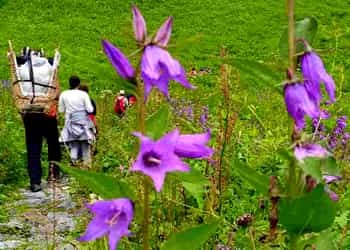 Valley of Flowers Trek