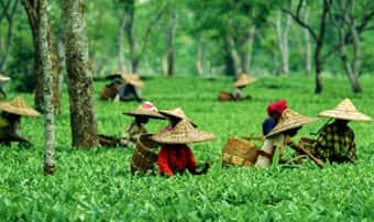 Glimpses of Assam Tour Package