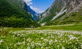 Valley of Flowers Trek