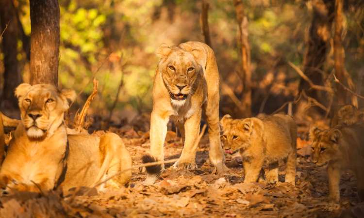 Gujarat Wildlife Tour Package Gujarat Wildlife Tour Package