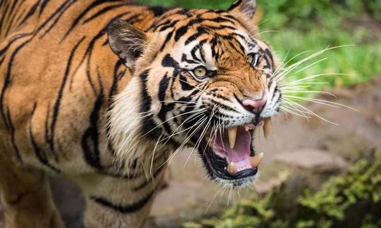 Tiger Trail Tour Package Tiger Trail Tour Package