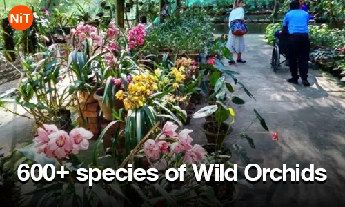 1.2 600+ species of wild orchids