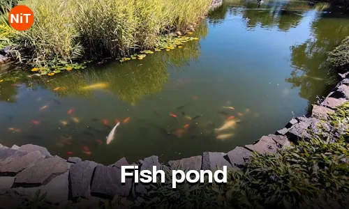 1.4 Fish pond