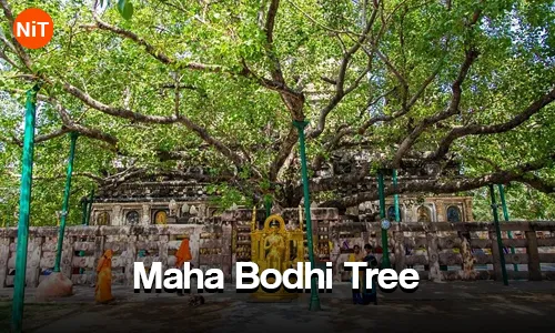 Maha Bodhi Tree
