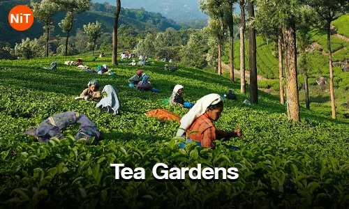 Cochin Munnar Thekkady Alleppey Tour